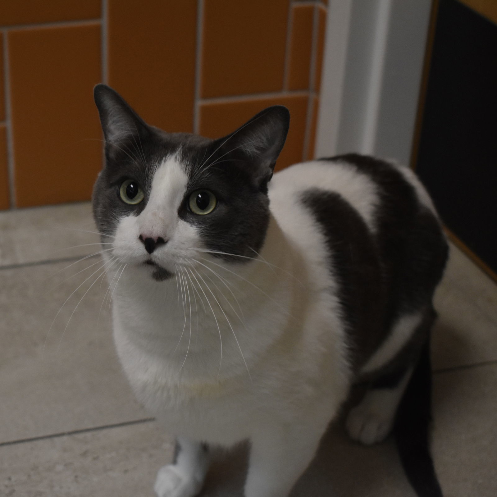 Milo