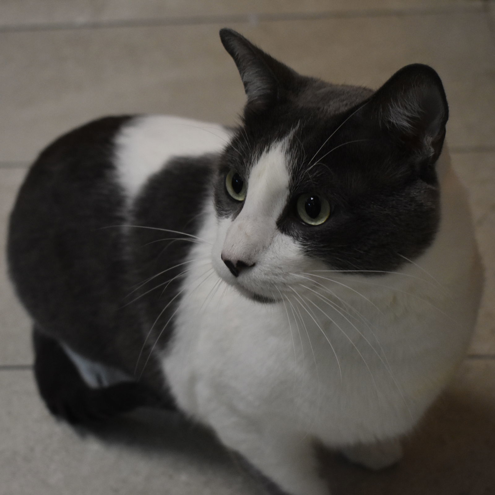 Milo