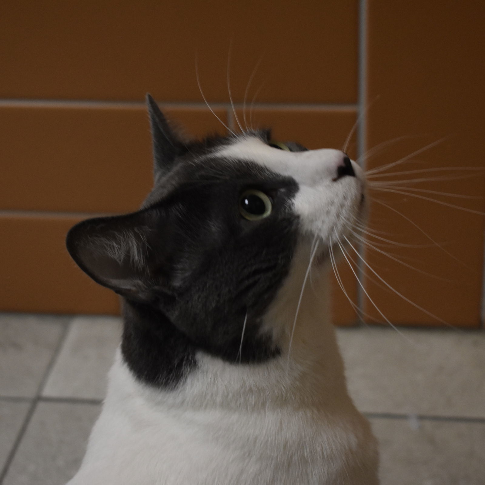Milo