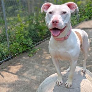 Bitsy, Young Female Pit Bull Terrier