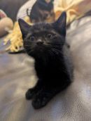 Cruella's profile on Petfinder.com