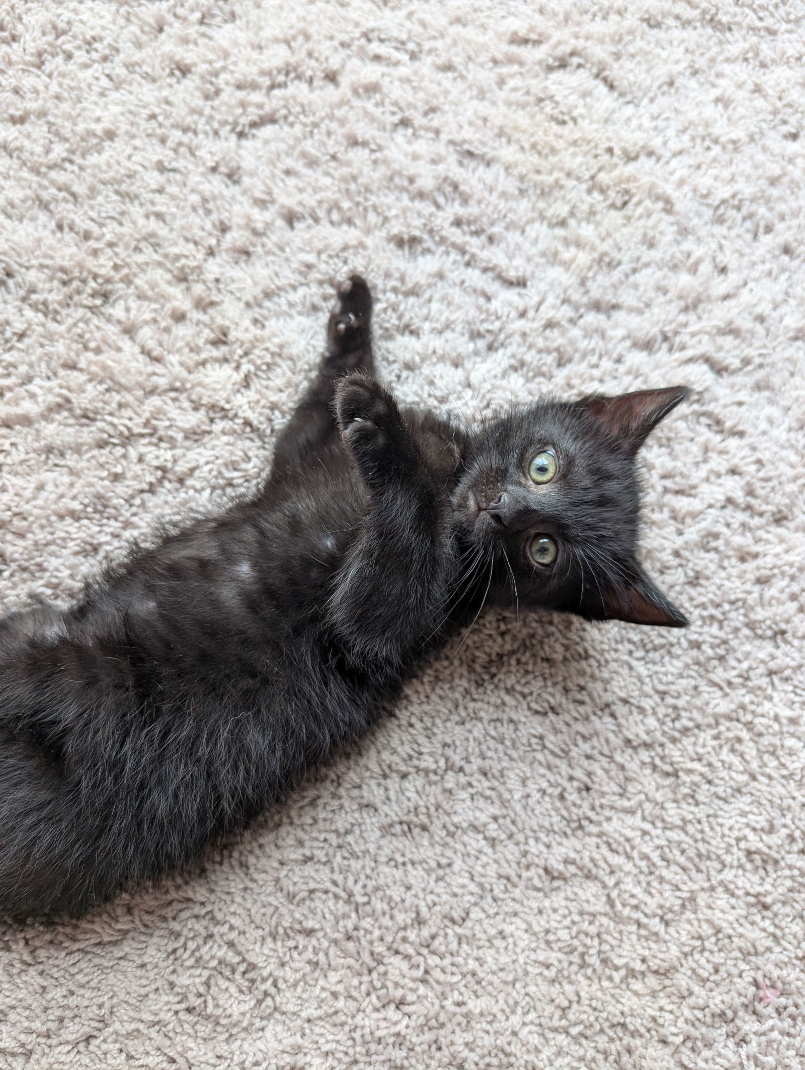 Sgt Tibbs