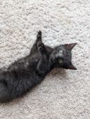 Sgt Tibbs's profile on Petfinder.com