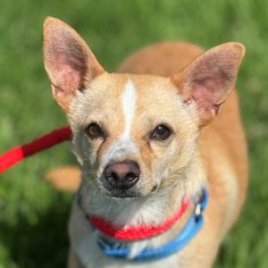 Mr. Stark Chihuahua Dog