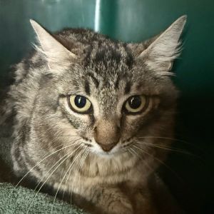 Daisy Duke Domestic Short Hair Cat