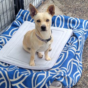 Hi My name is Diego and Im at the Santa Barbara Campus Im a 2 year old Male Chihuahua mix