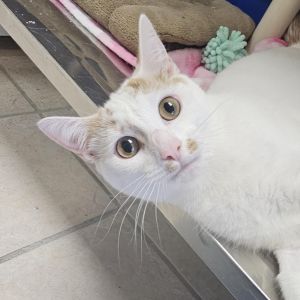 Natalie, Young Female Domestic Short Hair