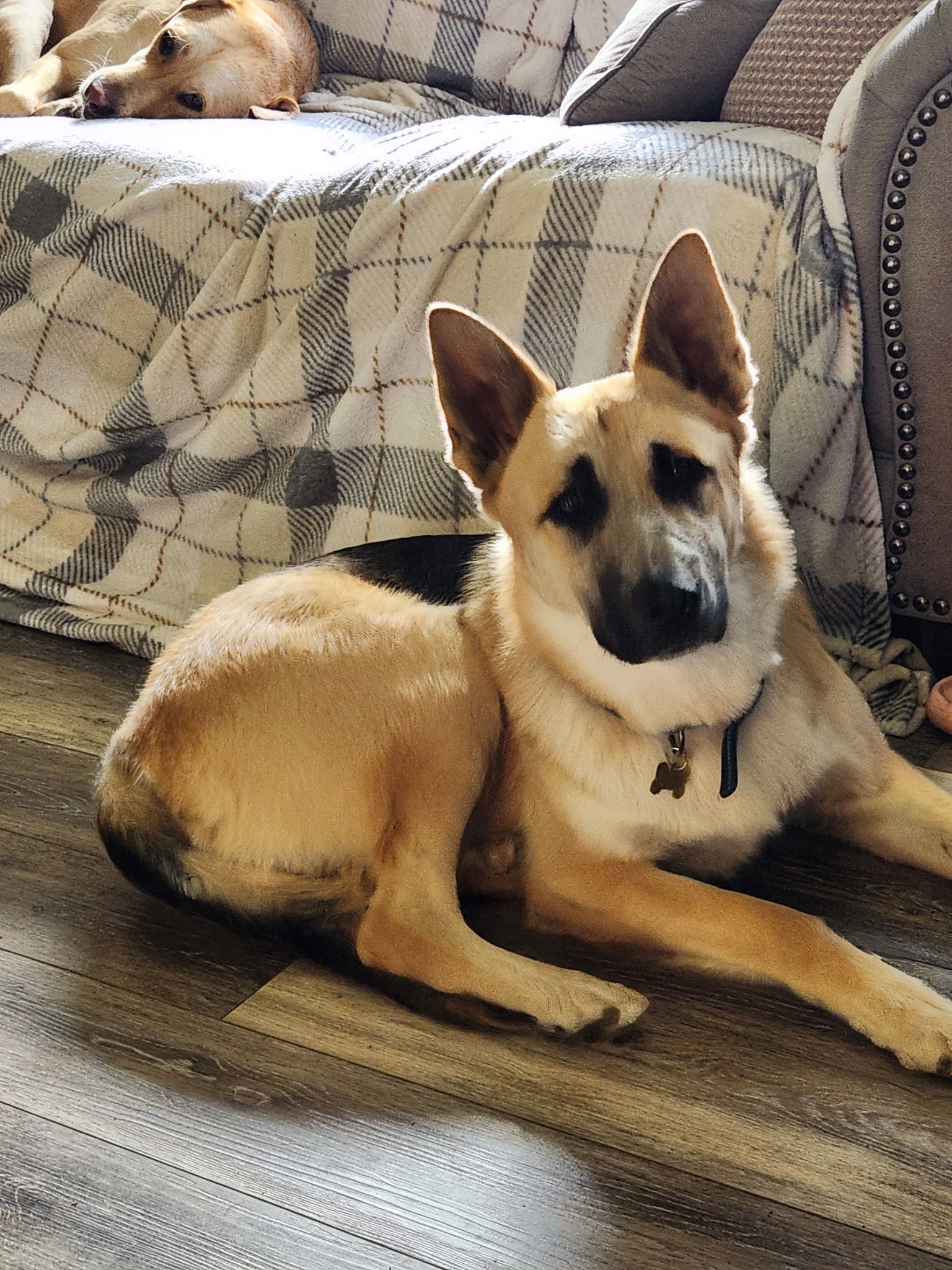 Jack, an adoptable German Shepherd Dog in Polson, MT, 59860 | Photo Image 1