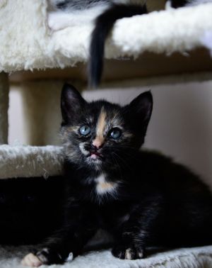 sib Aeris Lucan Orione Solene VesperaWhat a bunch of cute kittens This is a special group - Ae