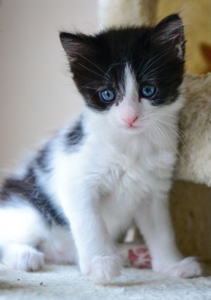 sib Astra Lucan Orione Solene VesperaWhat a bunch of cute kittens This is a special group - Ae