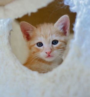 sib Aeris Astra Lucan Solene VesperaWhat a bunch of cute kittens This is a special group - Aer