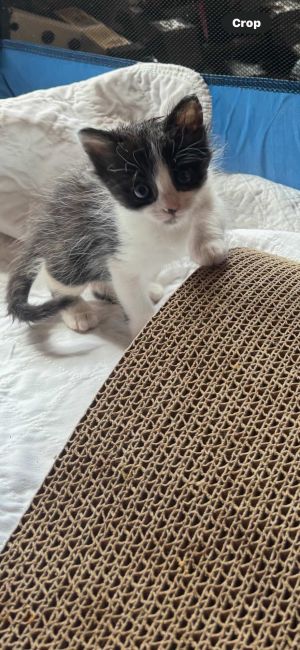sib Noodle NutmetNoodle Nougat and Nutmeg are the three stoogies according to their foster mom 