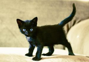 sib Aeris Astra Orione Solene VesperaWhat a bunch of cute kittens This is a special group - Ae