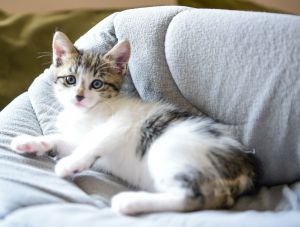 sib Aeris Astra Lucan OrioneWhat a bunch of cute kittens This is a special group - Aeris Astra