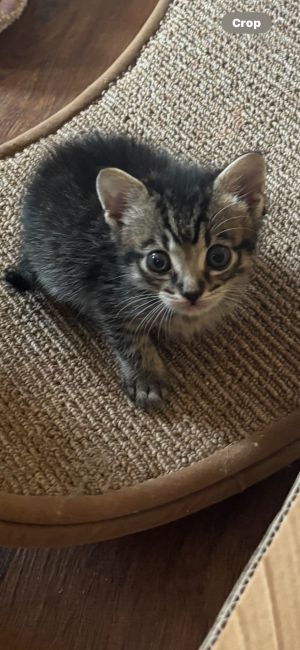 sib naugat nutmetNoodle Nougat and Nutmeg are the three stoogies according to their foster mom 