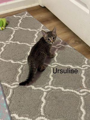 sib Udelle Unity utah utopiaThe U litter - Udelle Unity Ursuline Utah and Utopia - were a 