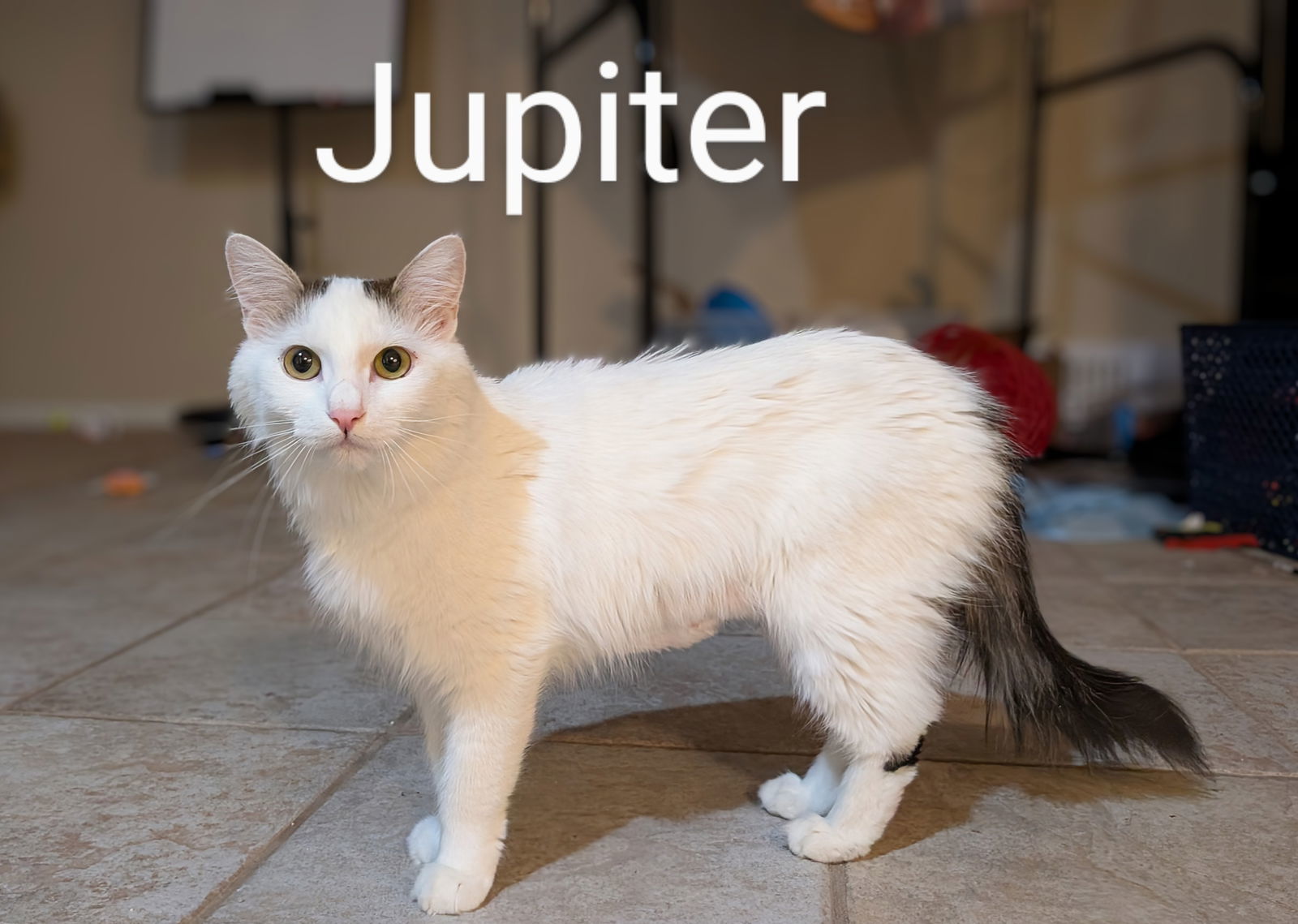 Jupiter