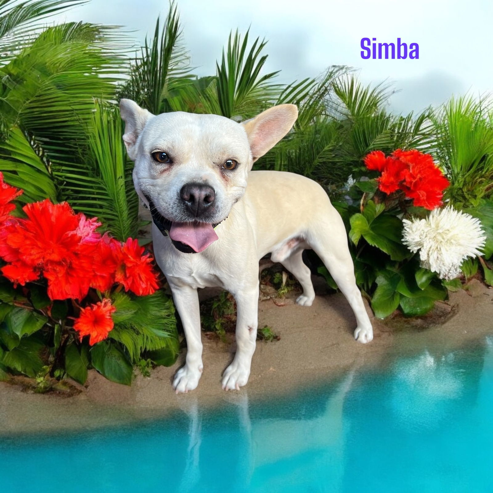 Simba