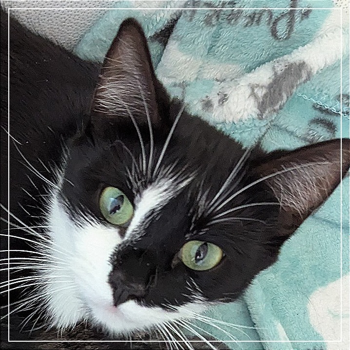 Jayne, an adoptable Domestic Short Hair in Meridian, ID, 83680 | Photo Image 1