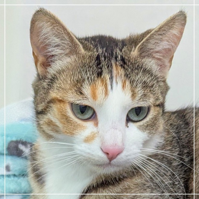 Marilyn, an adoptable Domestic Short Hair in Meridian, ID, 83680 | Photo Image 1