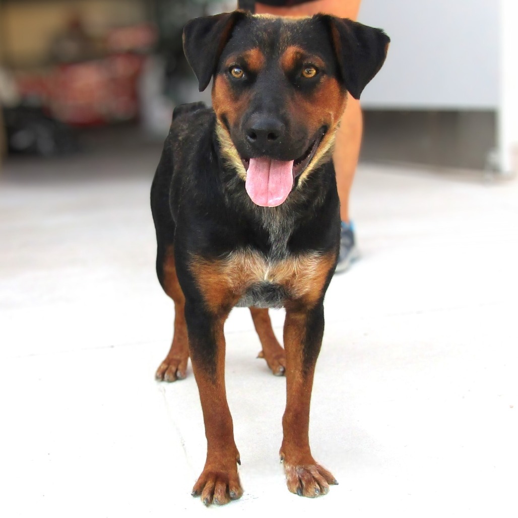 Rosa, an adoptable Mixed Breed in Las Cruces, NM, 88012 | Photo Image 1