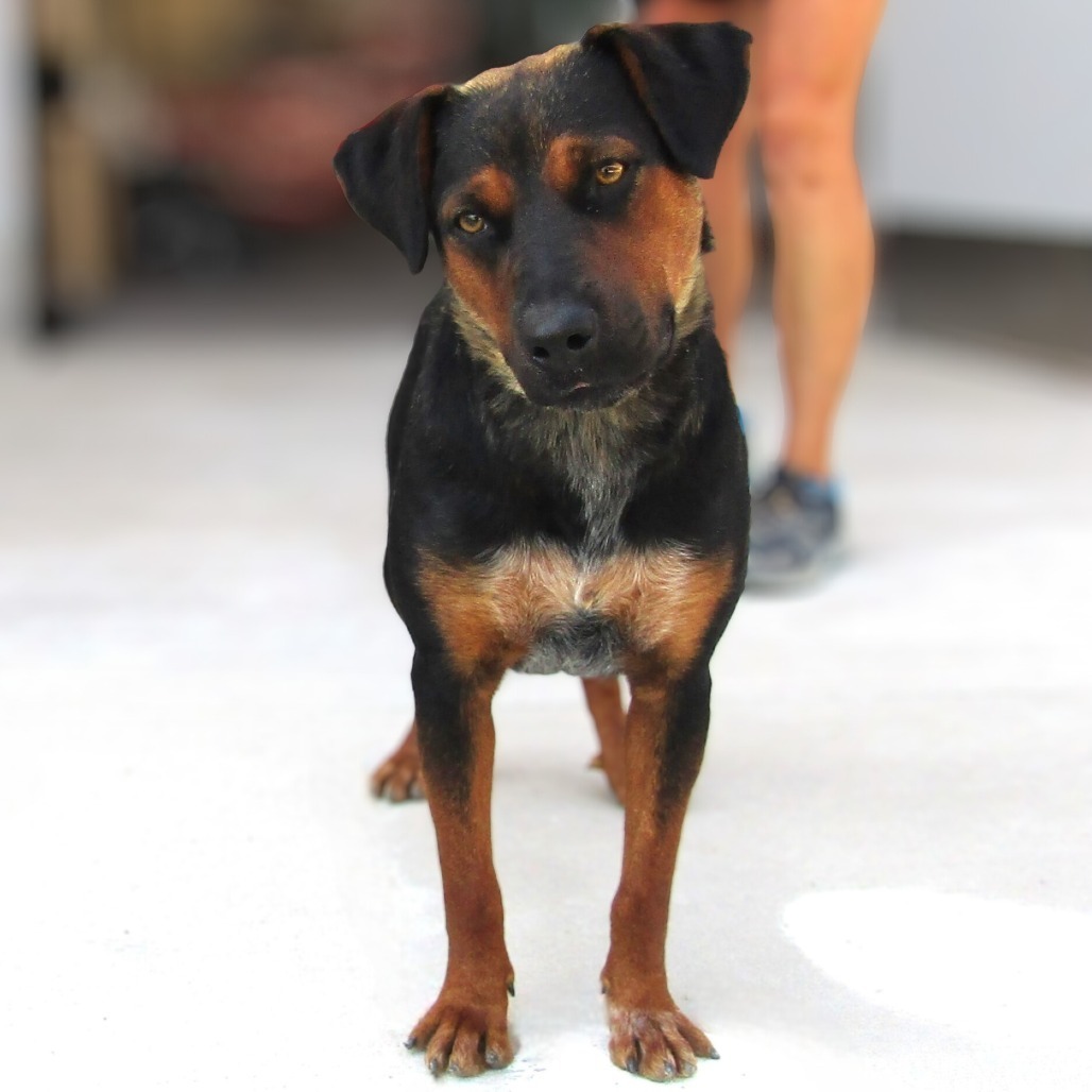 Rosa, an adoptable Mixed Breed in Las Cruces, NM, 88012 | Photo Image 2