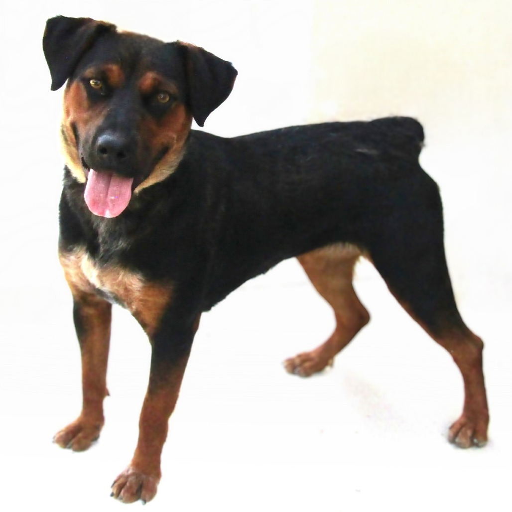 Rosa, an adoptable Mixed Breed in Las Cruces, NM, 88012 | Photo Image 3