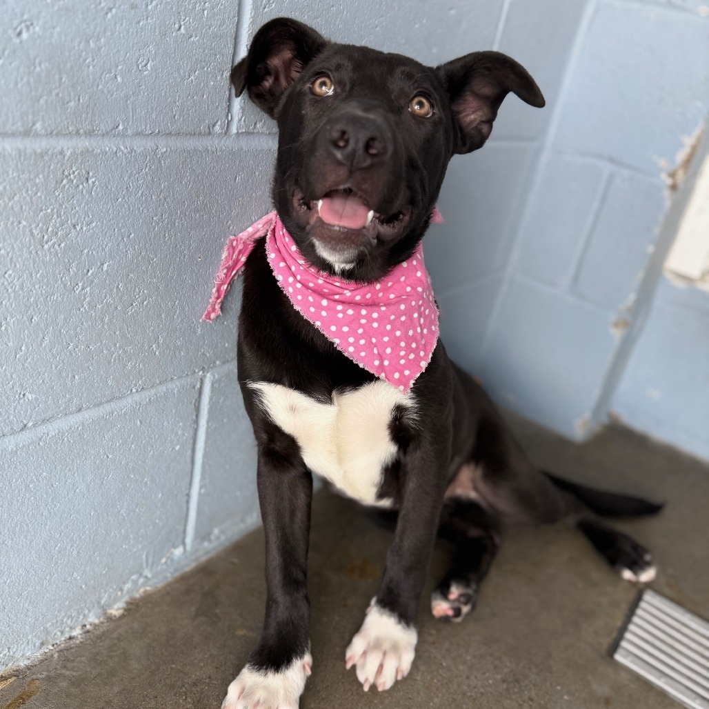 Amelia, an adoptable Mixed Breed in Las Cruces, NM, 88012 | Photo Image 1