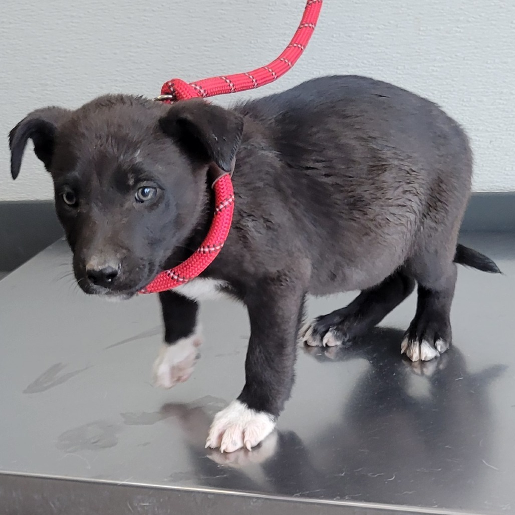 Amelia, an adoptable Mixed Breed in Las Cruces, NM, 88012 | Photo Image 2