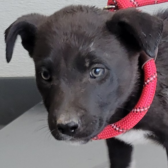 Amelia, an adoptable Mixed Breed in Las Cruces, NM, 88012 | Photo Image 3