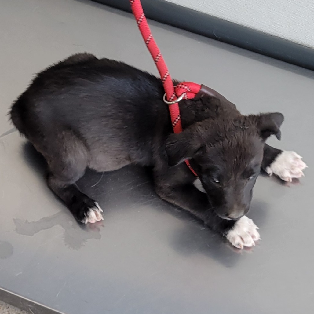 Amelia, an adoptable Mixed Breed in Las Cruces, NM, 88012 | Photo Image 4