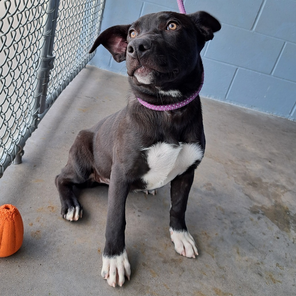 Amelia, an adoptable Mixed Breed in Las Cruces, NM, 88012 | Photo Image 5