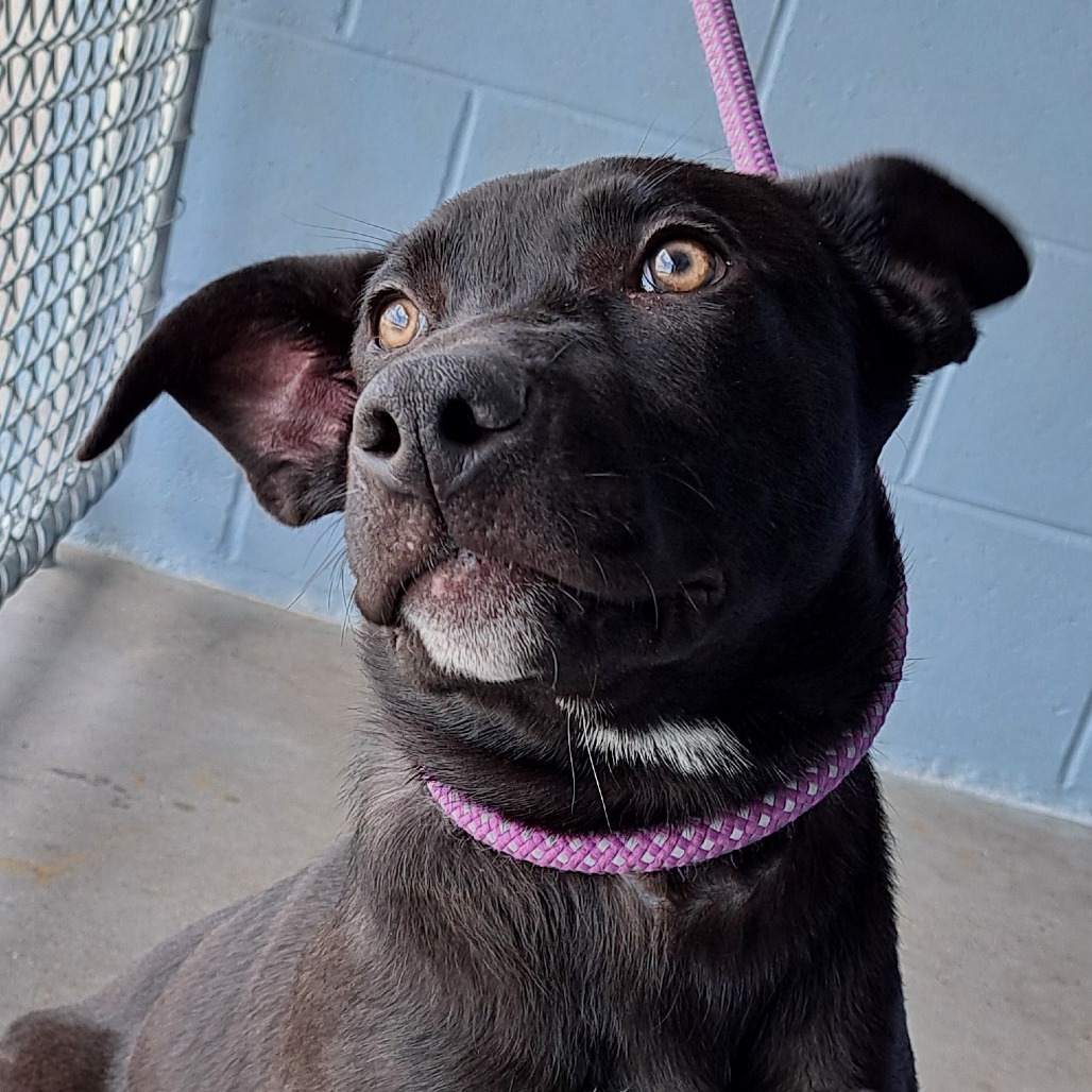 Amelia, an adoptable Mixed Breed in Las Cruces, NM, 88012 | Photo Image 6
