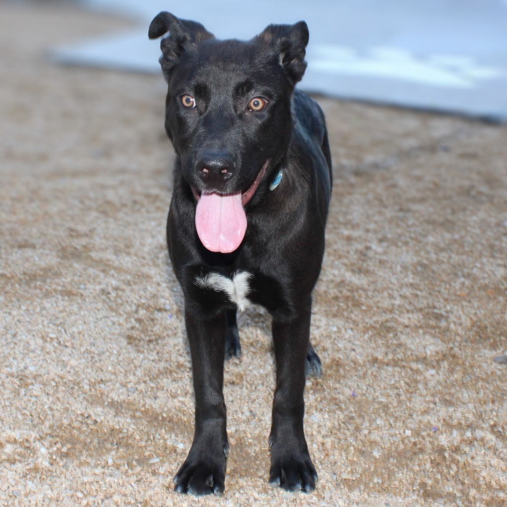 Abby, an adoptable Mixed Breed in Las Cruces, NM, 88012 | Photo Image 1