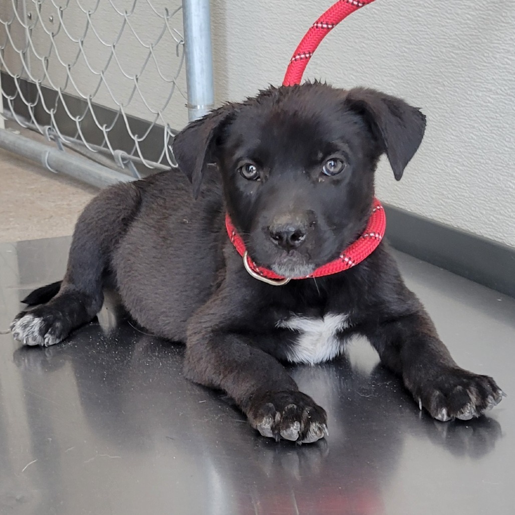 Abby, an adoptable Mixed Breed in Las Cruces, NM, 88012 | Photo Image 2