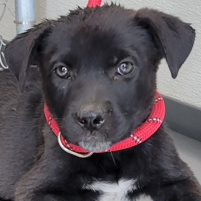 Abby, an adoptable Mixed Breed in Las Cruces, NM, 88012 | Photo Image 3