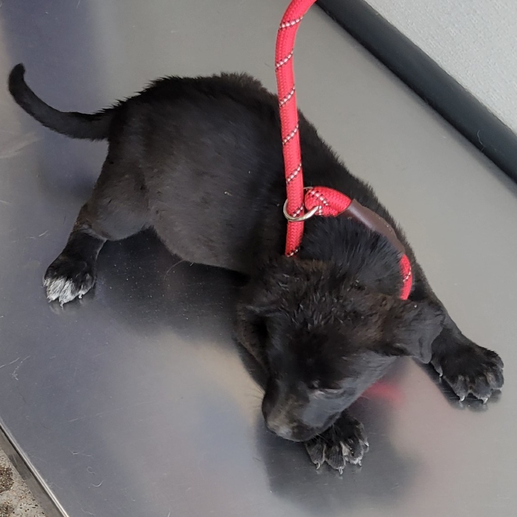 Abby, an adoptable Mixed Breed in Las Cruces, NM, 88012 | Photo Image 4