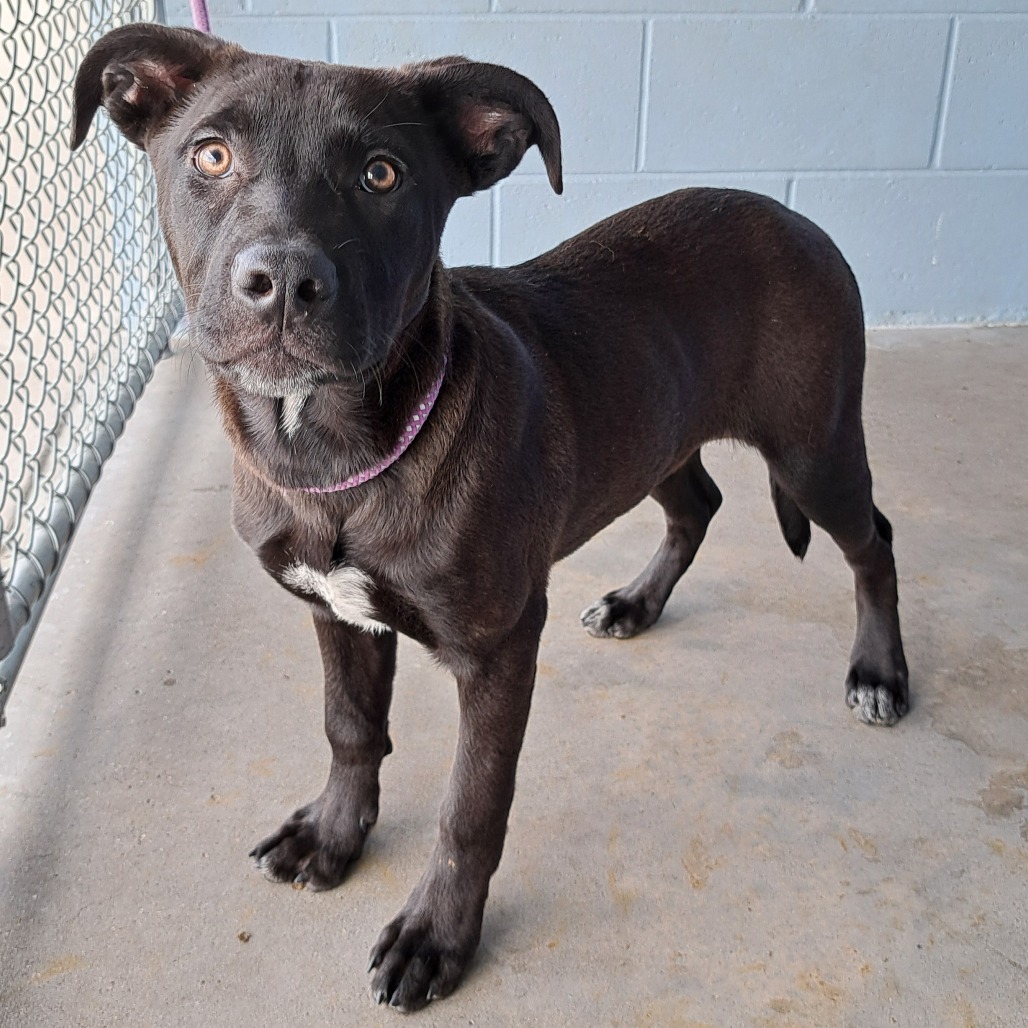 Abby, an adoptable Mixed Breed in Las Cruces, NM, 88012 | Photo Image 5