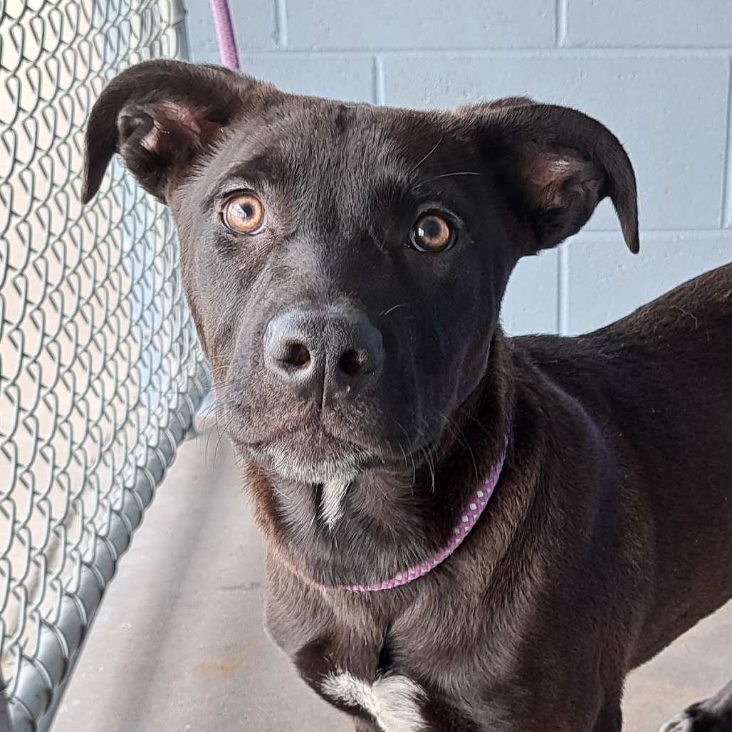 Abby, an adoptable Mixed Breed in Las Cruces, NM, 88012 | Photo Image 6