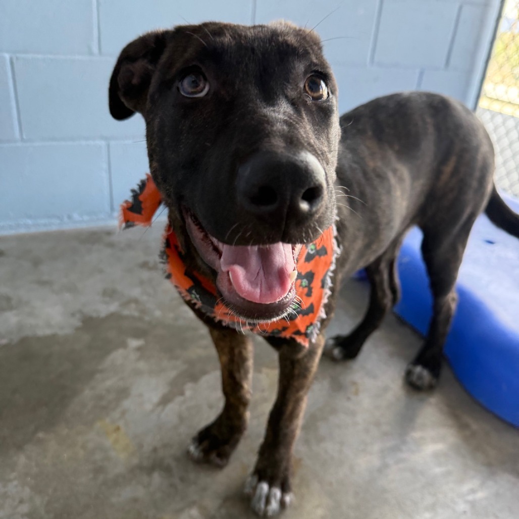 Regina, an adoptable Mixed Breed in Las Cruces, NM, 88012 | Photo Image 1
