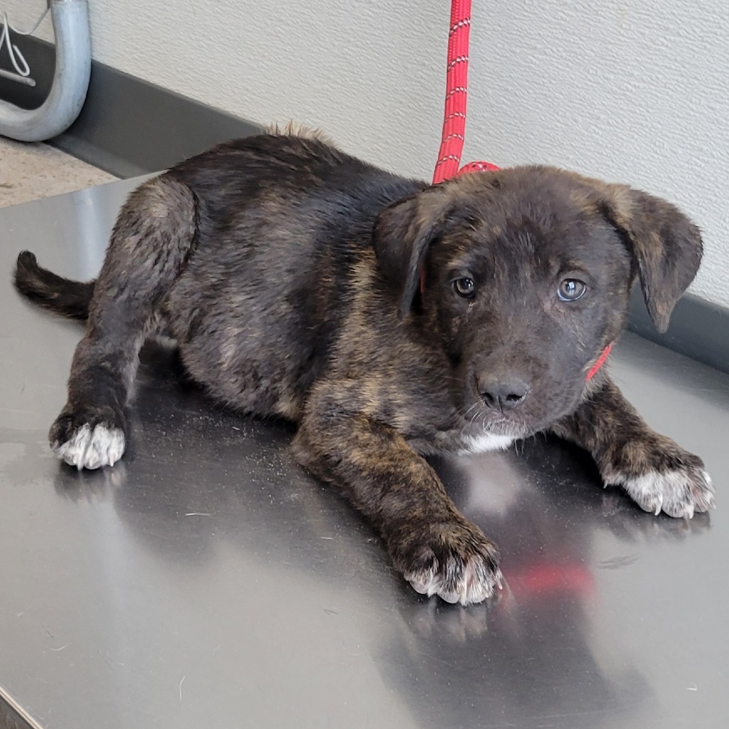 Regina, an adoptable Mixed Breed in Las Cruces, NM, 88012 | Photo Image 2