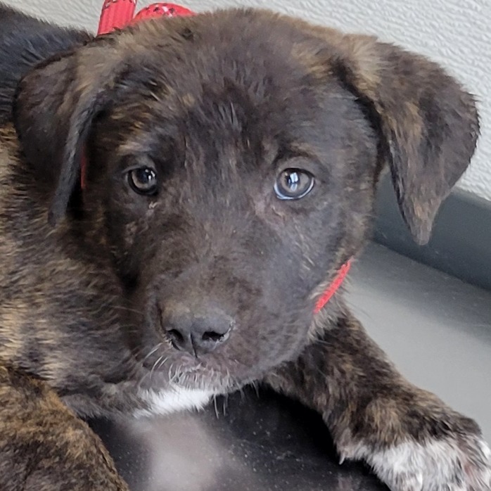 Regina, an adoptable Mixed Breed in Las Cruces, NM, 88012 | Photo Image 3
