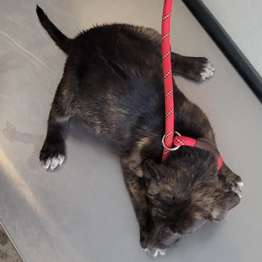 Regina, an adoptable Mixed Breed in Las Cruces, NM, 88012 | Photo Image 4