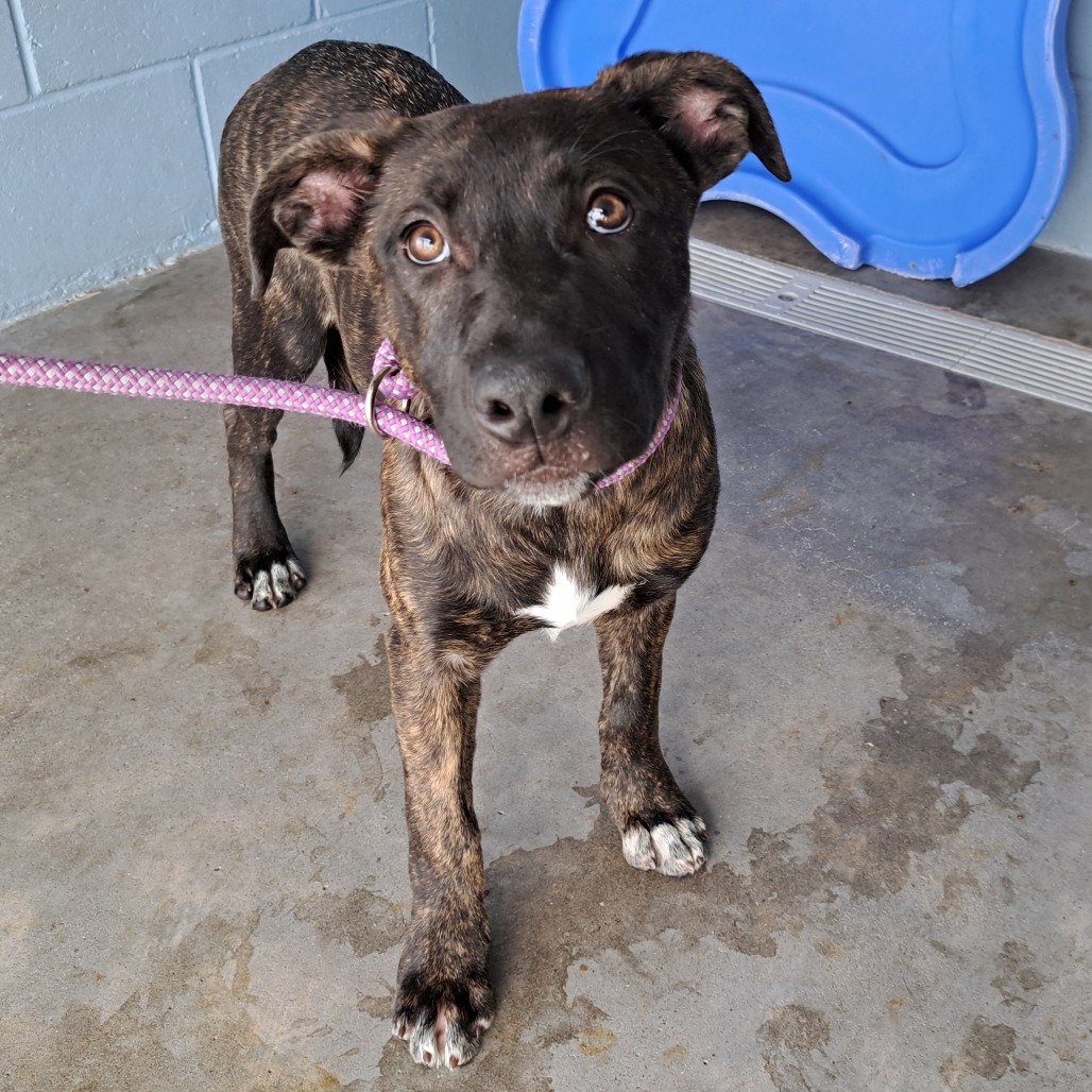 Regina, an adoptable Mixed Breed in Las Cruces, NM, 88012 | Photo Image 5