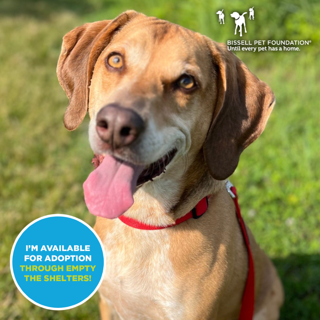 Copper- $70 Bissell Sponsored Adoption Fee!