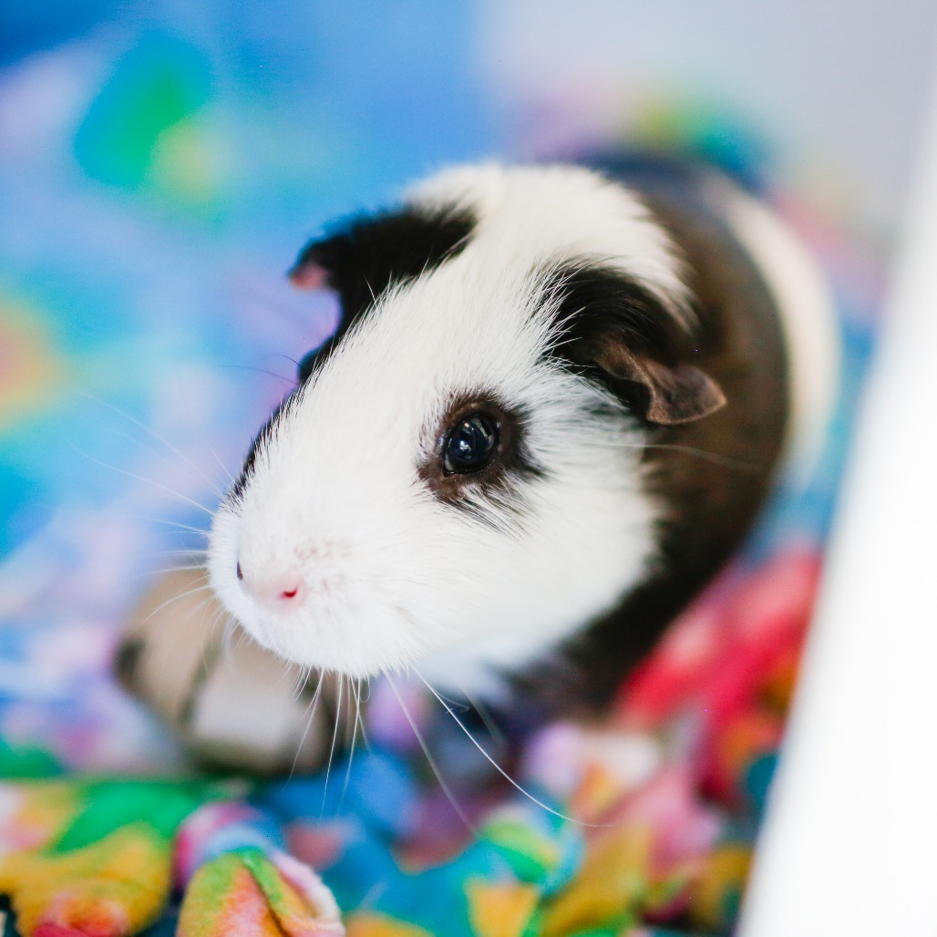 Oreo