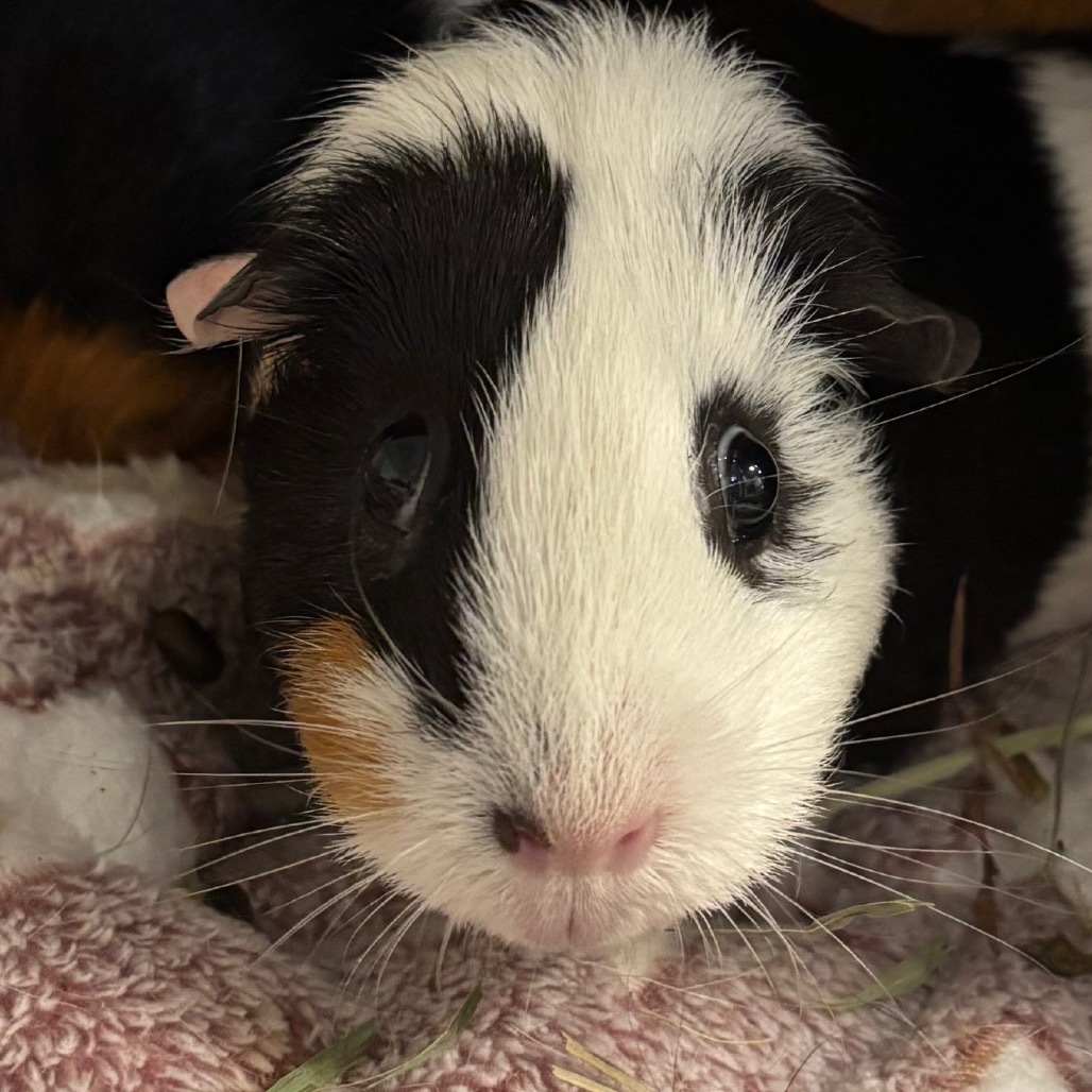 Oreo