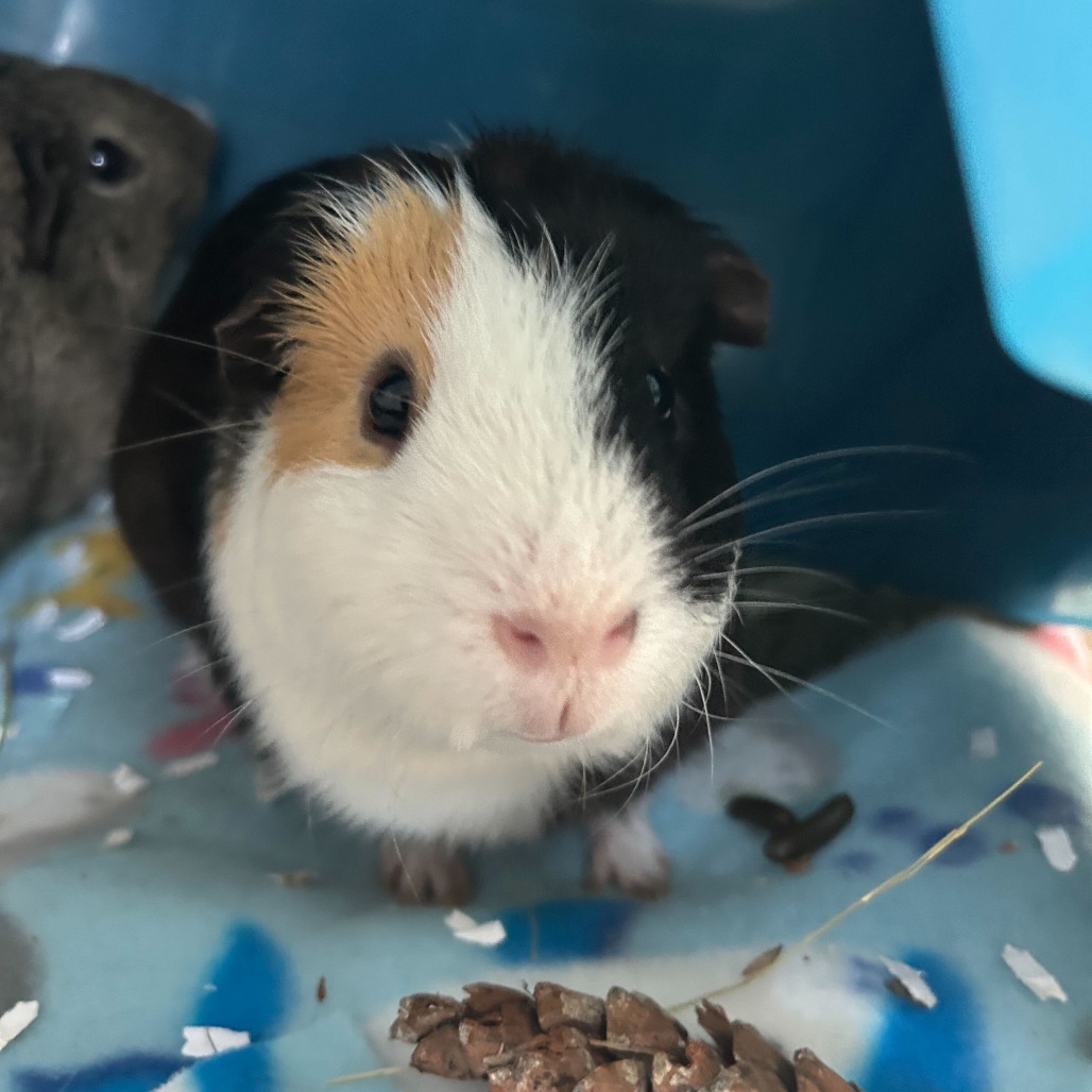 Oreo Cookie