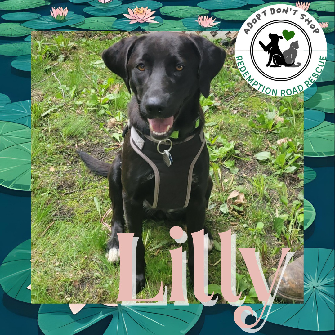 Lilly *FOSTER HOME NEEDED*