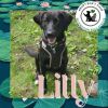 Lilly *FOSTER HOME NEEDED* photo 1